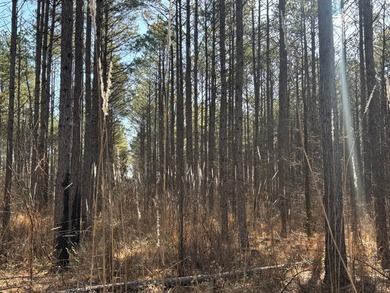 This 86.44 surveyed-acre property offers an excellent blend of - photo 15