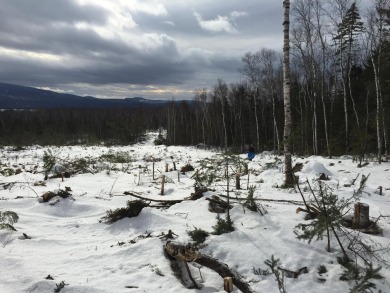 RANGELEY PLT - BEMIS ROAD TIMBER PARCEL enjoy 25.33 ACRES of - Lake Acreage For Sale in Rangeley Plt, Maine