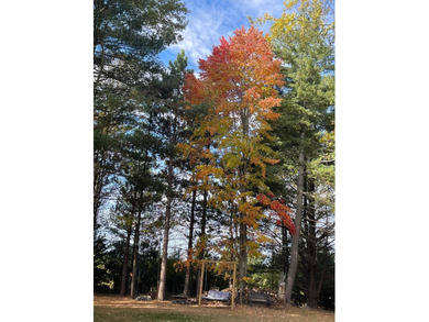 Great wooded camping/building lot in Sugar Springs! 2 sewer - photo 9
