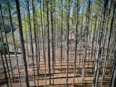 Hidden Deep Within The Forest, This Property Offers Unparalleled - photo 8