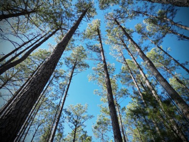 Hidden Deep Within The Forest, This Property Offers Unparalleled - photo 9